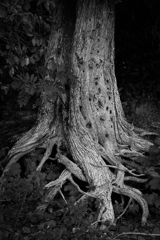 Roots, Coppermine Point, between Pancake Bay and Agawa Bay, Ontario